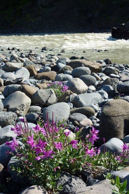 Pink arctic riverbeauty flowers on stones beside the grey glacial water of the Morsá river Pink arctic riverbeauty flowers on stones beside the grey glacial water of the Morsá river