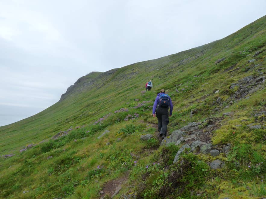 Walkers on the Hornbjarg cliff edge above Hornvík, Hornstrandir, Westfjords Walkers on the Hornbjarg cliff edge above Hornvík, Hornstrandir, Westfjords