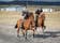 Vindheimamelar Horse Show Grounds