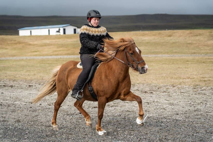Schooling an Icelandic horse on the Vindheimamelar track in Skagafjörður, North Iceland