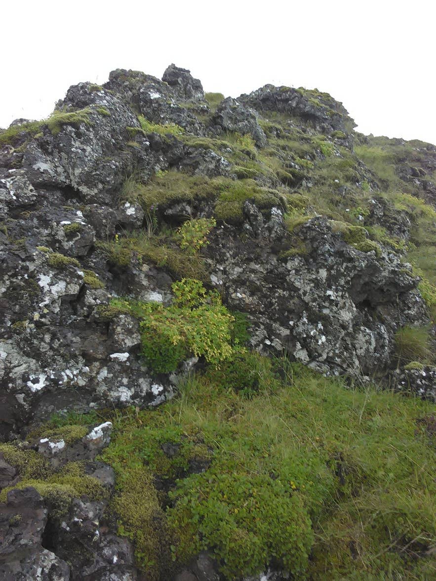 Lava outcrop in Gálgahraun lava field colonised by moss and birch scrub