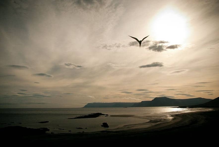 Arctic tern over the Barðaströnd shore with Breiðafjörður at dusk Arctic tern over the Barðaströnd shore with Breiðafjörður at dusk
