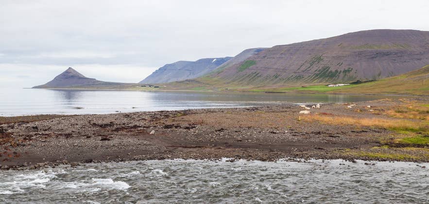 Shore of Dýrafjörður, the Westfjords fjord where Keldudalur valley lies