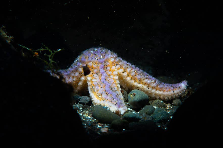 Plongée sous-marine et snorkeling en Islande