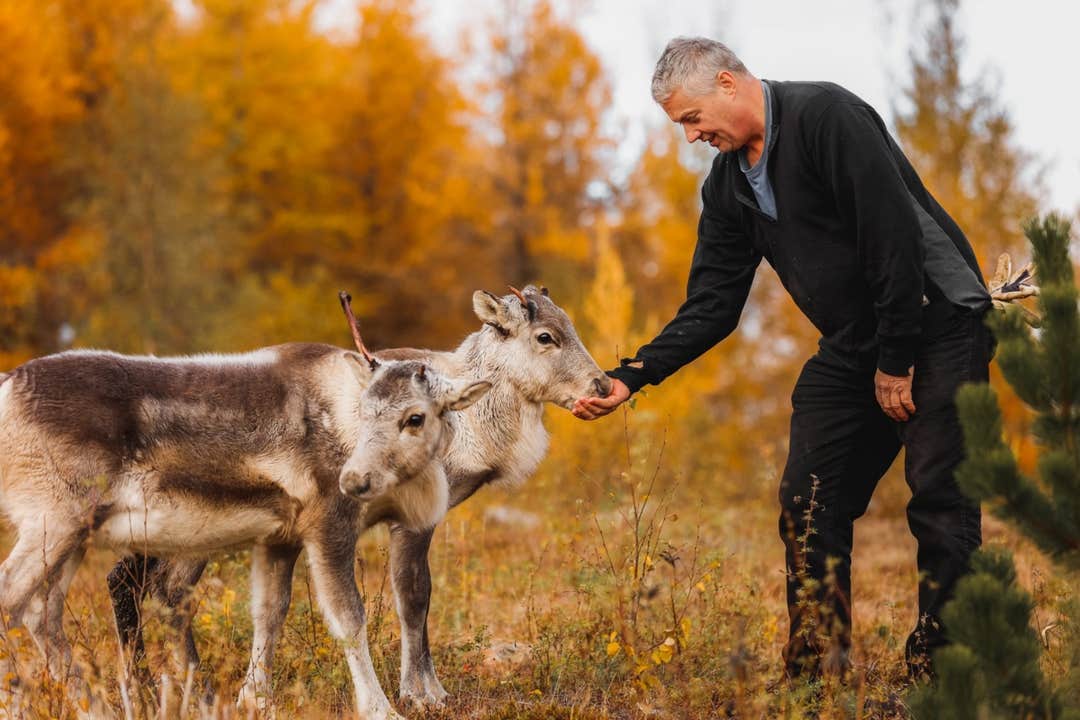 A man feeding two reindeer among golden autumn birch at the Reindeer Park in East Iceland.