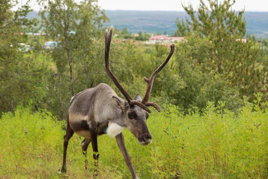 Admission Ticket to the Reindeer Park near Egilsstadir in East Iceland