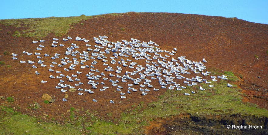 Krýsuvíkurberg, Rauðaskriða & Selalda on the Reykjanes Peninsula
