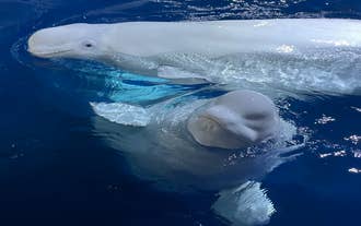 Beluga whales Little Grey and Little White swim together at the surface at the Beluga Whale Sanctuary.