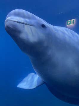 Guided Tour of the Beluga Whale Sanctuary in Vestmannaeyjar with General Admission