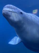 Guided Tour of the Beluga Whale Sanctuary in Vestmannaeyjar with General Admission