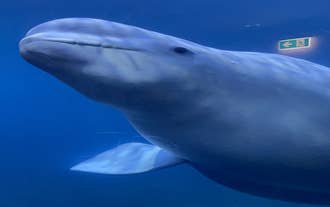 A beluga whale glides through blue water at the Beluga Whale Sanctuary in Vestmannaeyjar, Iceland.