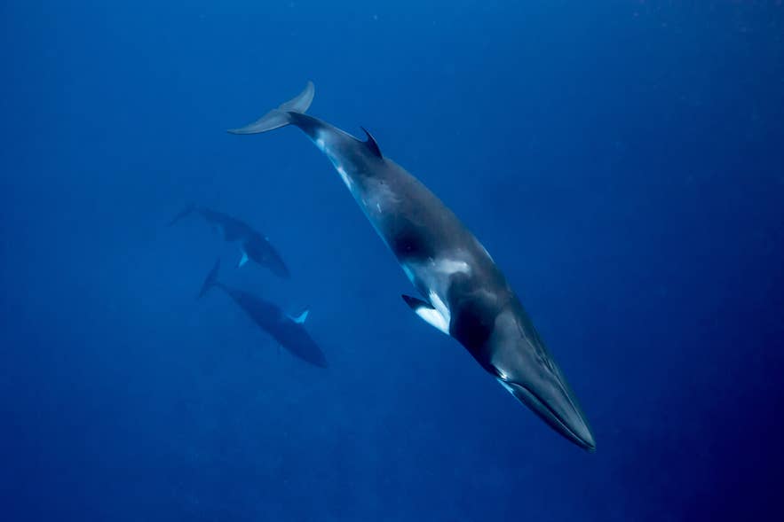 Whale Watching in Iceland: The Ultimate Guide Whale Watching in Iceland: The Ultimate Guide