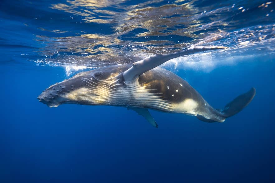 Whale Watching in Iceland: The Ultimate Guide Whale Watching in Iceland: The Ultimate Guide