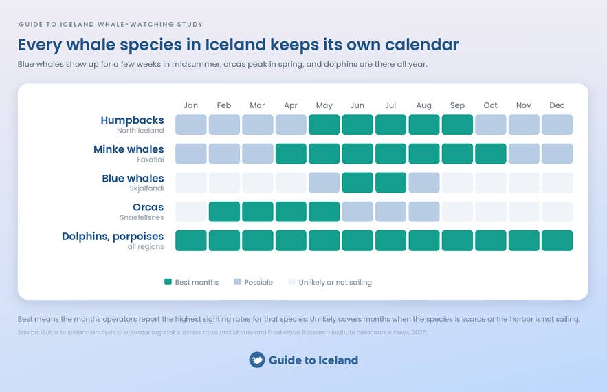 Calendar of the best months to see humpbacks, minke whales, blue whales, orcas, and dolphins in Iceland