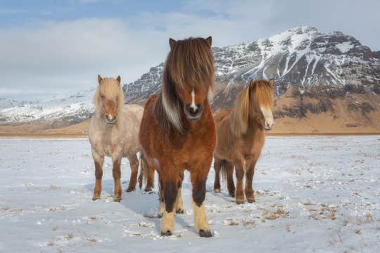Private South Coast Minibus Tour with Waterfalls, Glacier, and Vik from Reykjavik