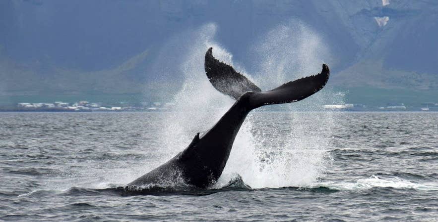 A humpback whale lifts its tail through a burst of spray in front of a coastal village