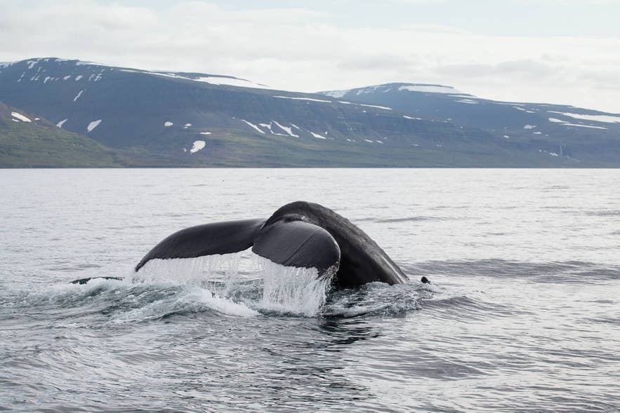 A whale tail rises from calm fjord water below snow-streaked mountains