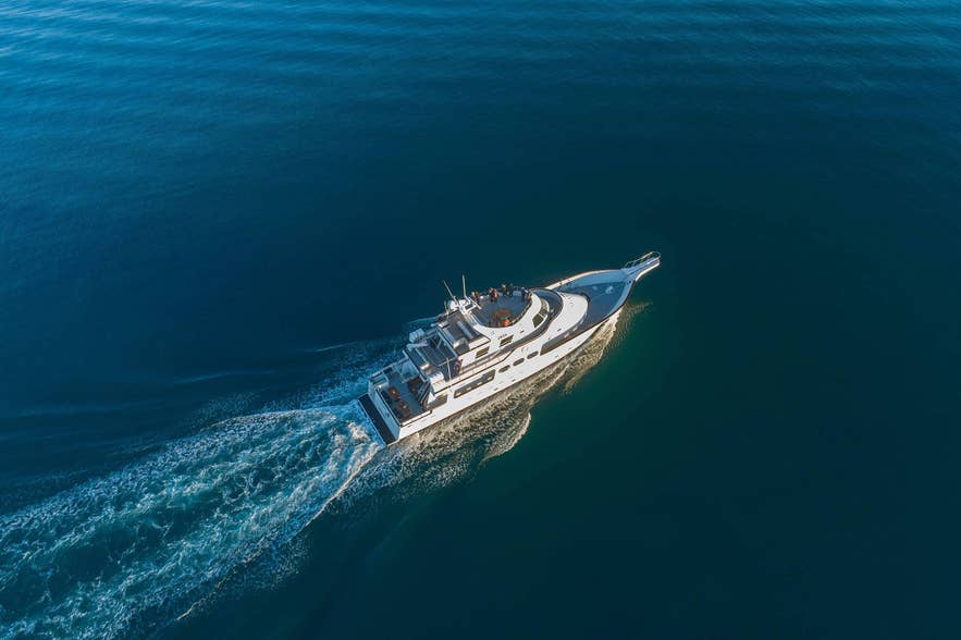 Whale Watching in Iceland: The Ultimate Guide