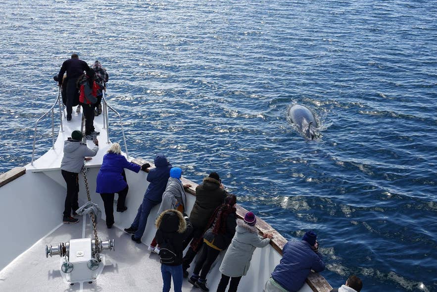 Whale Watching in Iceland: The Ultimate Guide