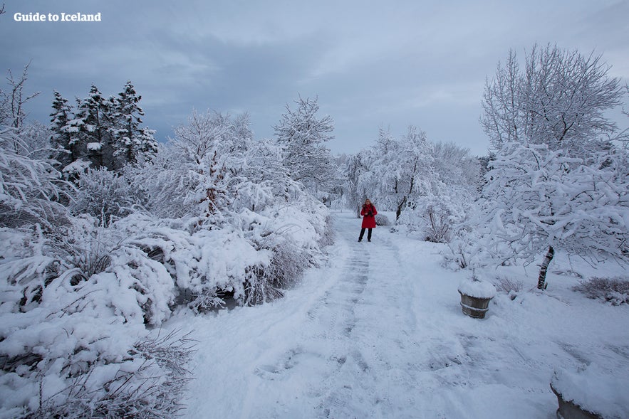 Reykjavik kan ibland se ut som ett riktigt vinterparadis i januari och februari!