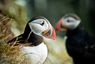 A puffin, one of Iceland's most adorable creatures.