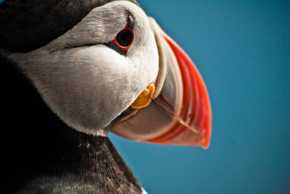 Der Papageientaucher wird von vielen als der Nationalvogel Islands angesehen.