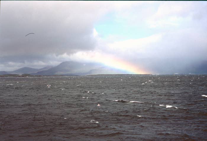 Icy dip in the Westfjords