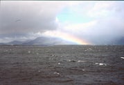 Icy dip in the Westfjords