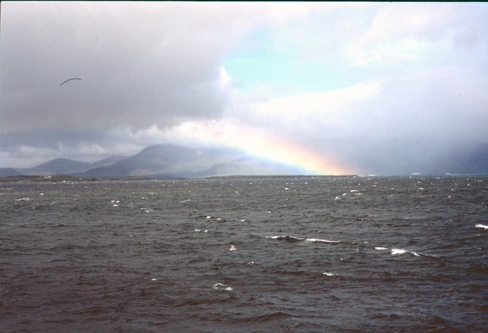 Icy dip in the Westfjords