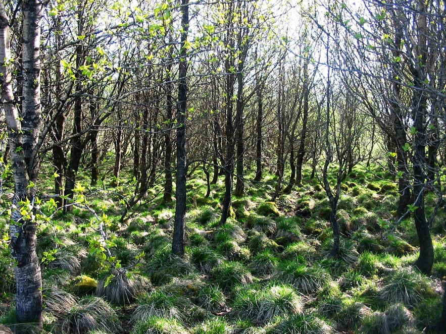 The Heidmork nature reserve is a vast area of natural beauty, offering additional hiking, biking, and bird-watching opportunities near Reykjavik.