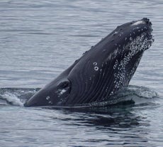 Una balena salta fuori dall'acqua vicino ad Akureyri, nel nord dell'Islanda