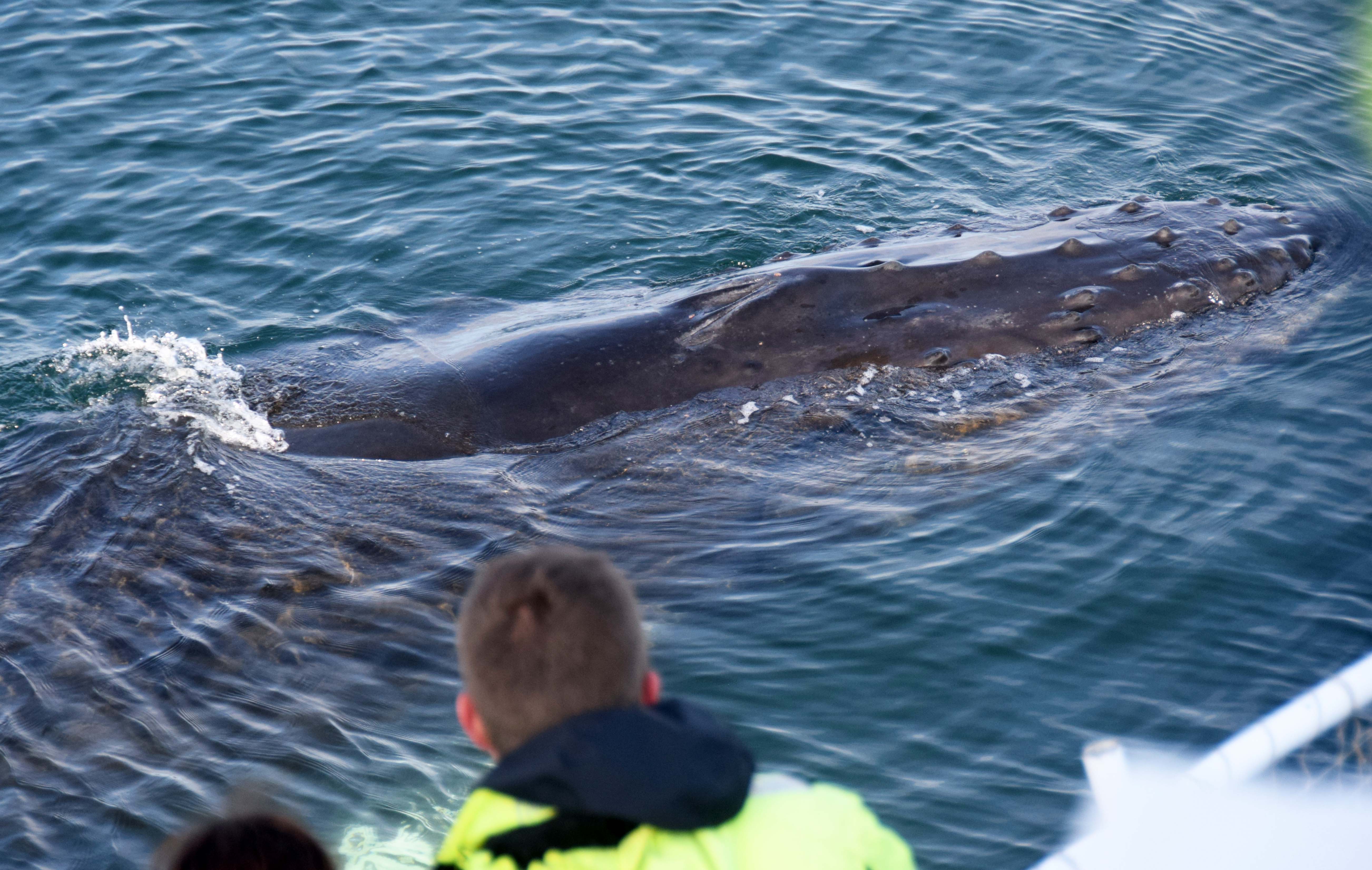 Disfruta de encuentros cercanos con la fauna en este mágico tour de 2,5 horas desde Akureyri para avistar ballenas en verano.