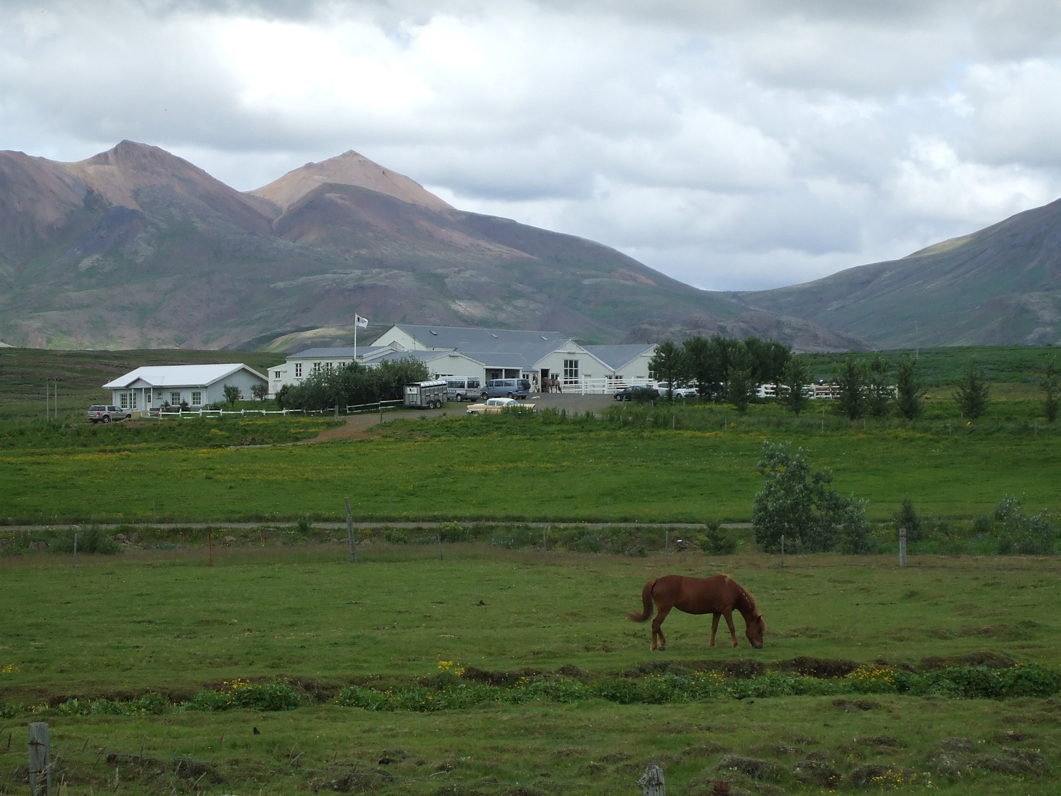 An Icelandic horses grazes in west Iceland.
