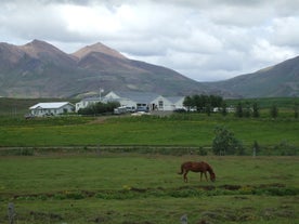 Ein Islandpferd grast in Westisland.