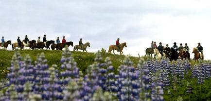 アイスランドの夏の草原にはルピナスの花が咲き乱れる