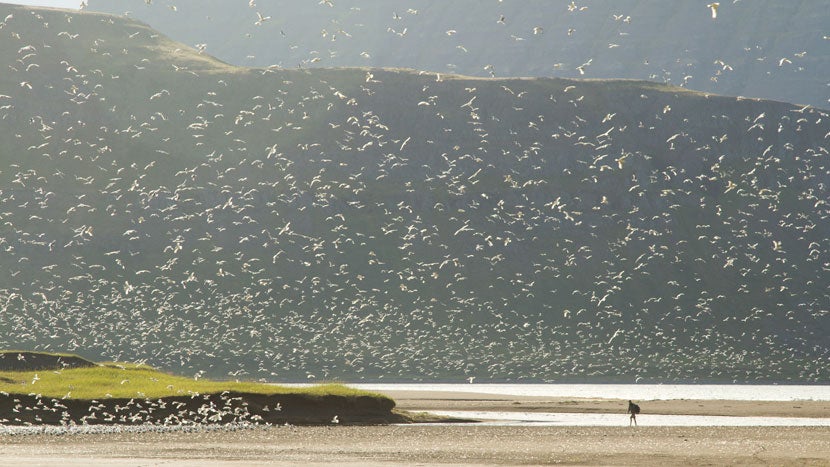 Top 11 Highlights of the Westfjords Summer Season