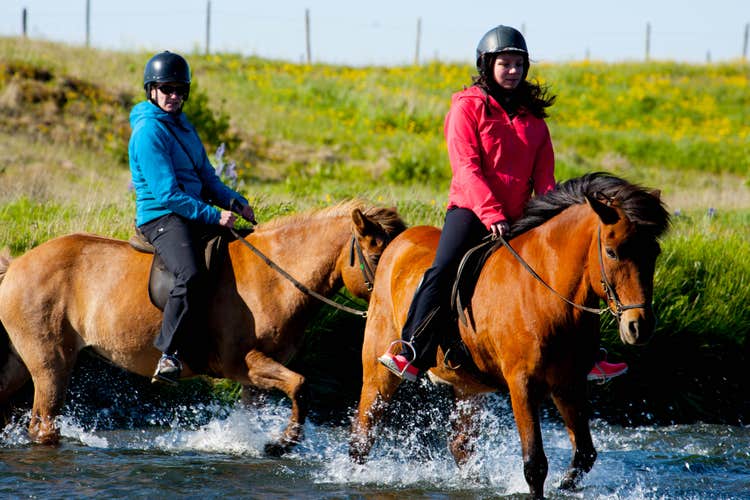Icelandic horses have been used to ford rivers for centuries.