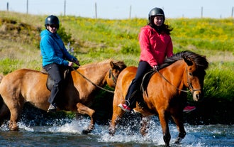 Les chevaux islandais transportent l'homme depuis des siècles pour traverser les rivières à gué.