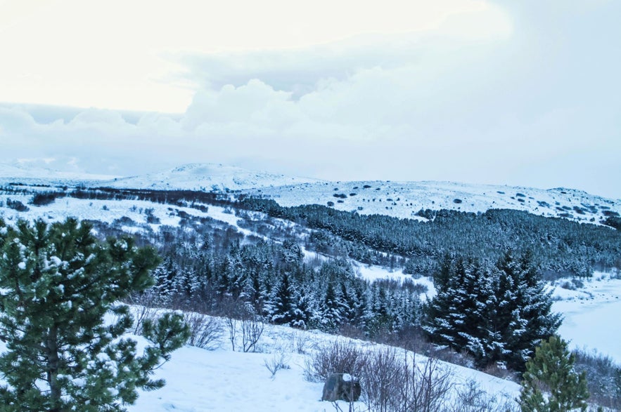 The Hvaleyrarvatn lake is surrounded by a lovely forest