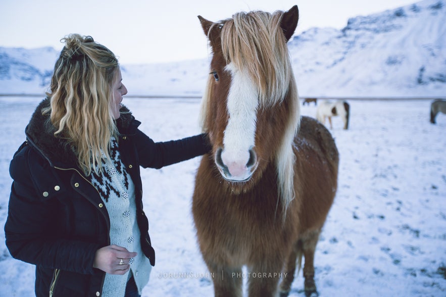 Icelandic horses - our friends