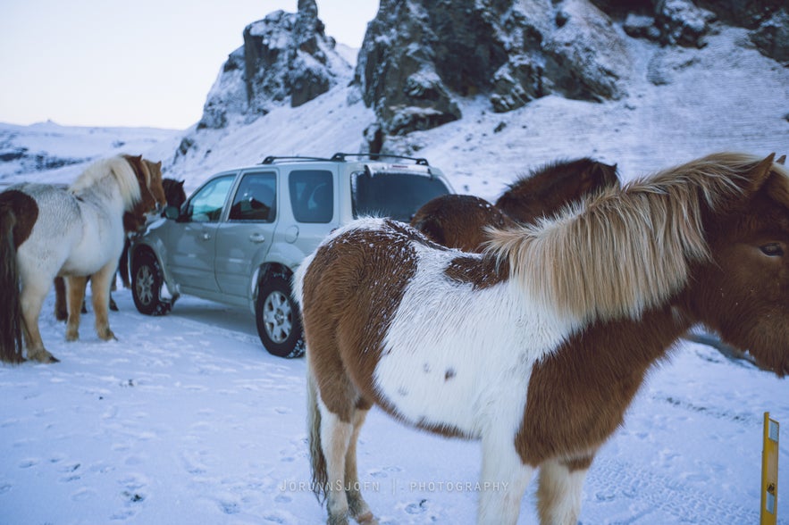 Icelandic horses - our friends