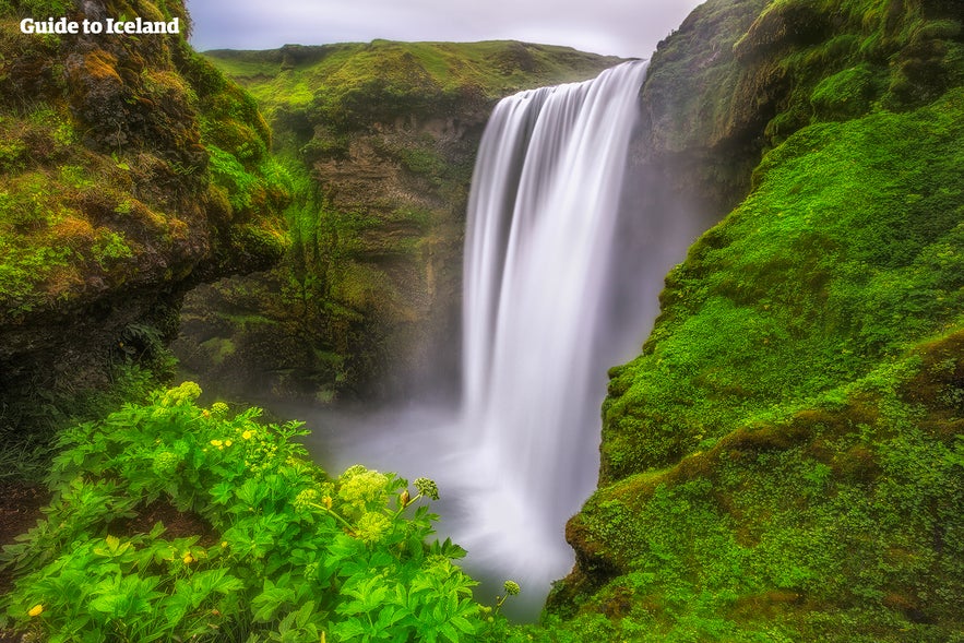 Skogafoss waterfall in Iceland surrounded by lush green moss and summer vegetation.