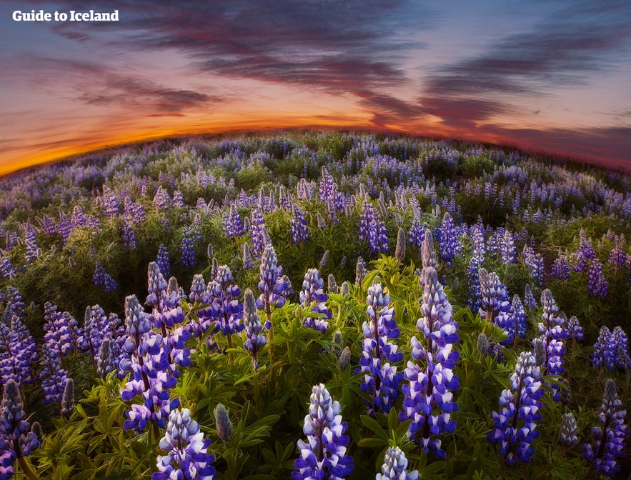 A field of purple lupines in Iceland