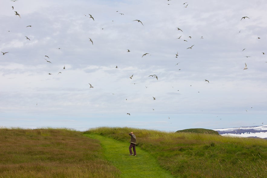 Top 11 Highlights of the Westfjords Summer Season