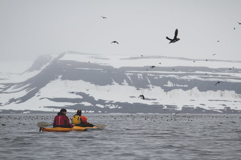 Top 11 Highlights of the Westfjords Summer Season