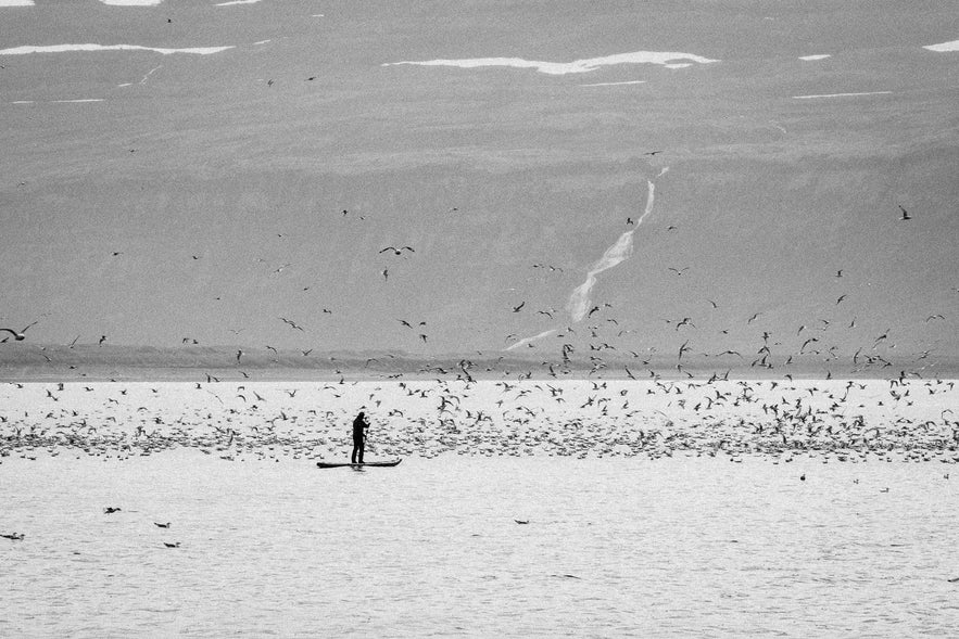 Top 11 Highlights of the Westfjords Summer Season