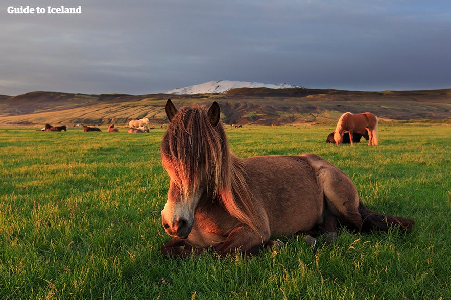 Wanneer is de beste tijd om IJsland te bezoeken? Dit paard houdt van de zomer!