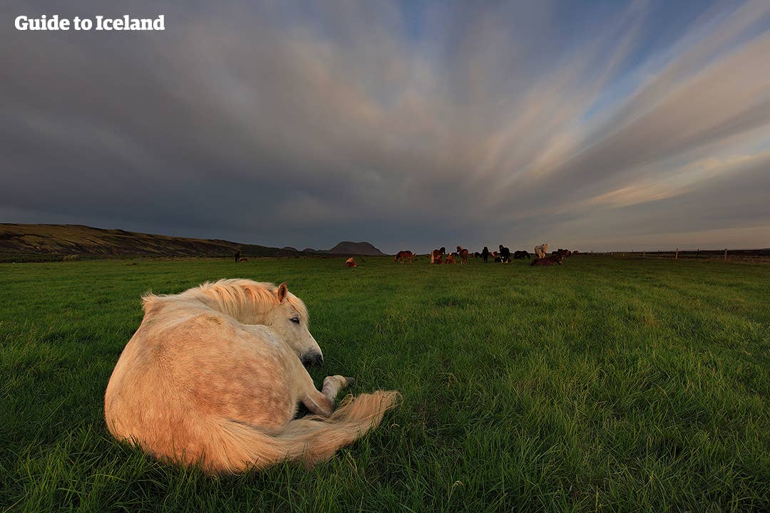 IJslands paard doet een dutje op het platteland