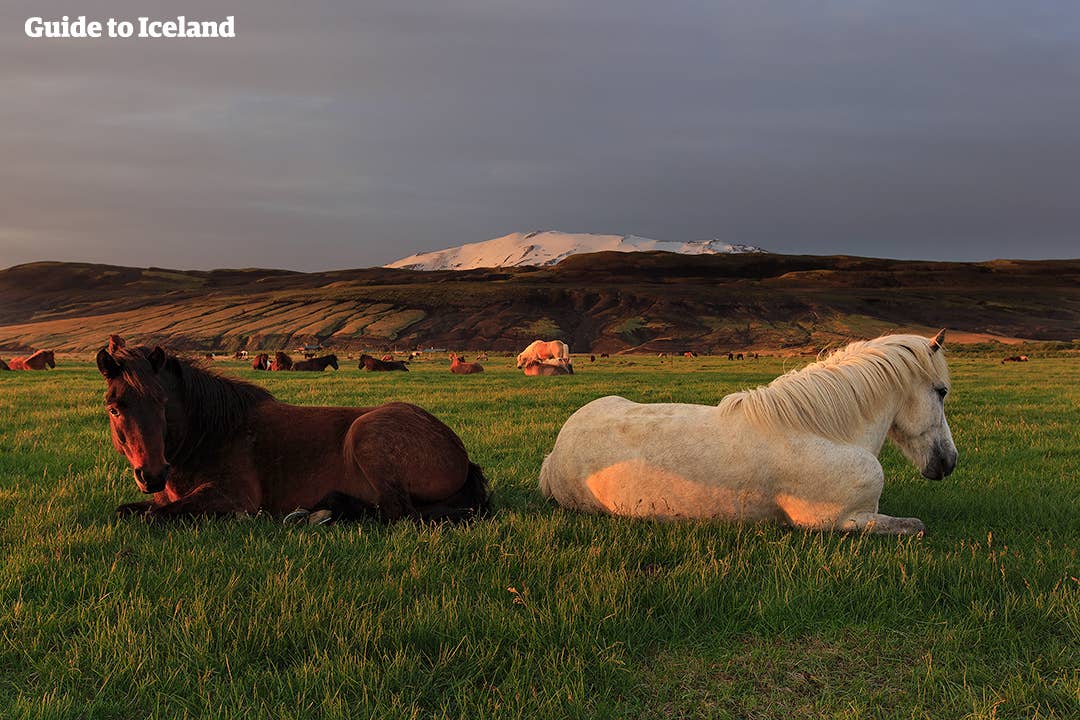 Beautiful dark and light horses by Hekla volcano