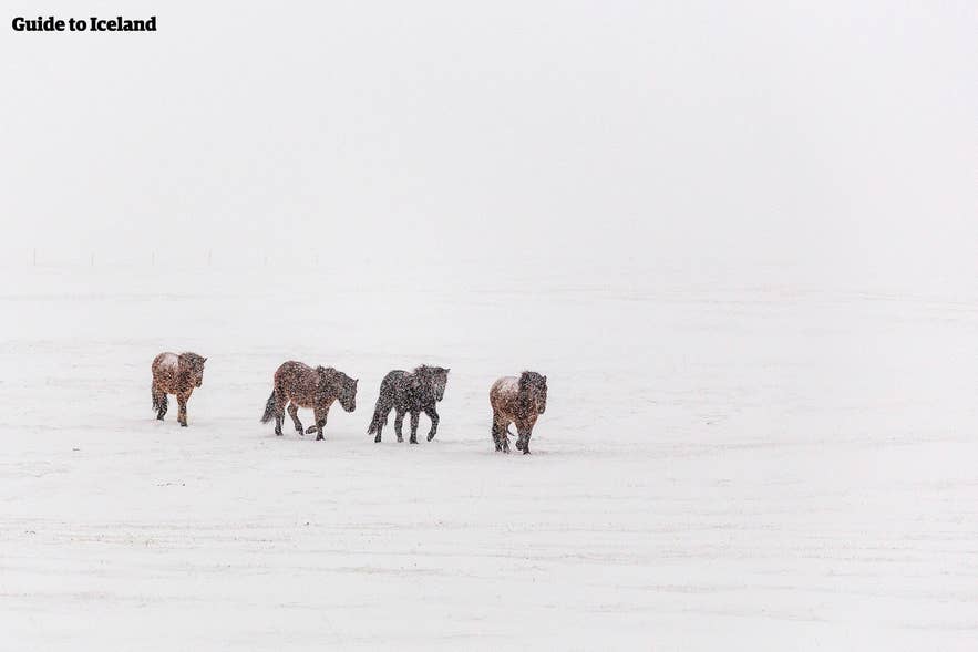 吹雪の中を歩くアイスランド馬